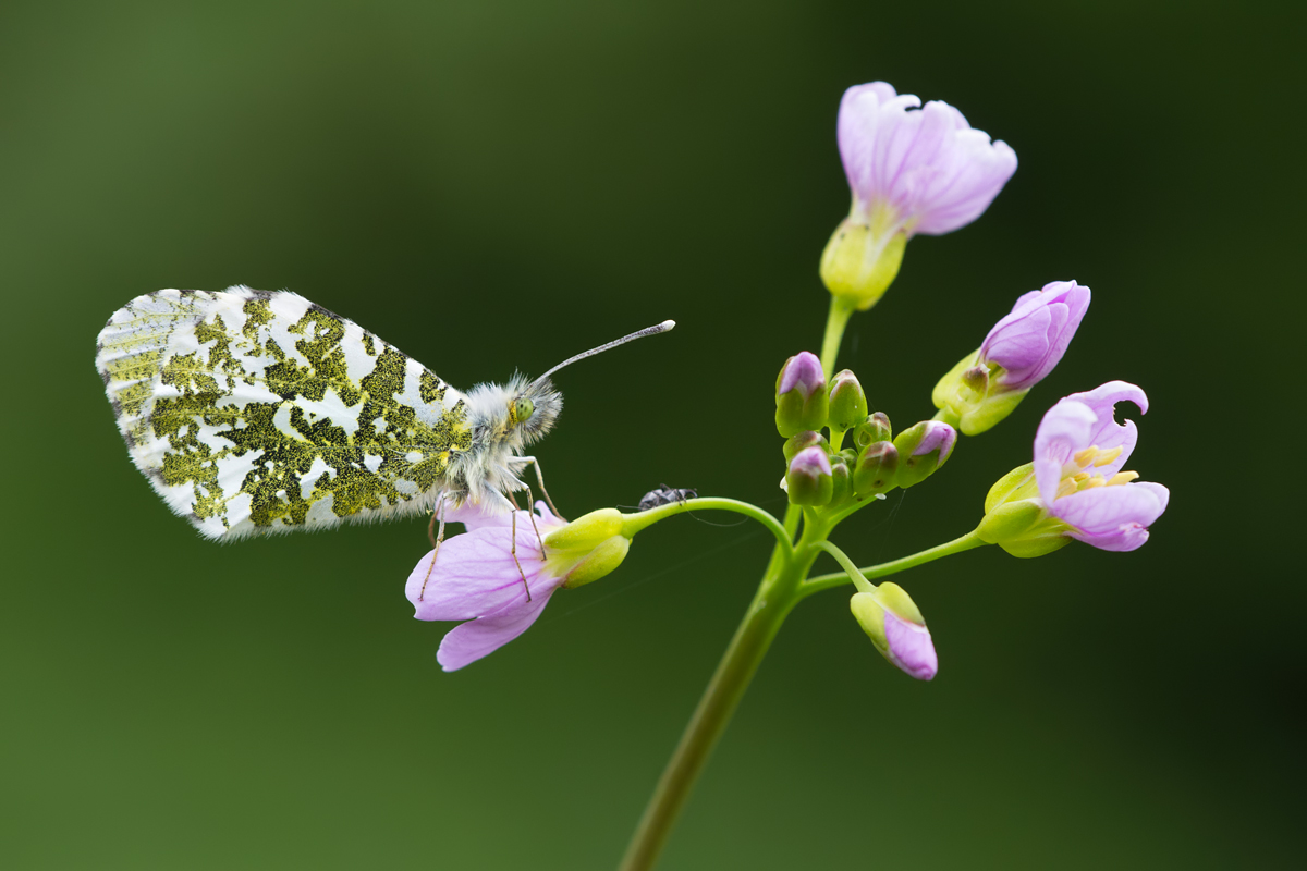 Orange Tip 3